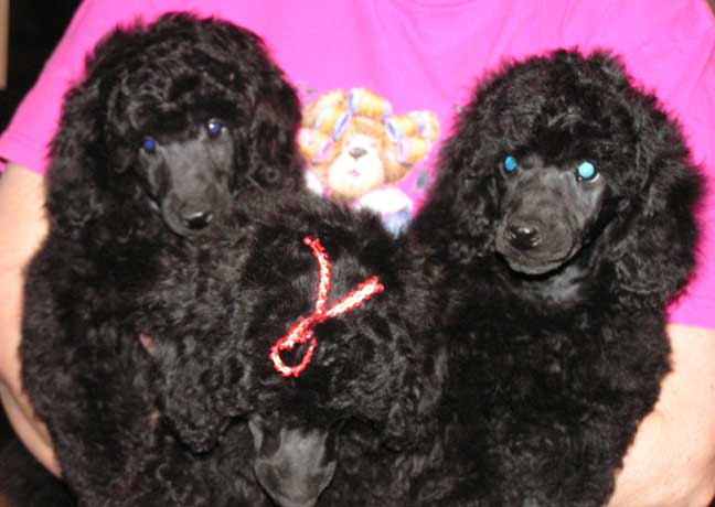 puppieslowsmall.jpg